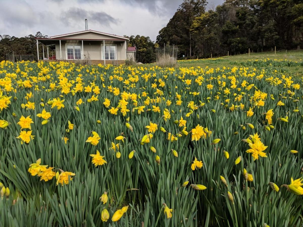 Mountain Blue Guest House Deloraine Esterno foto