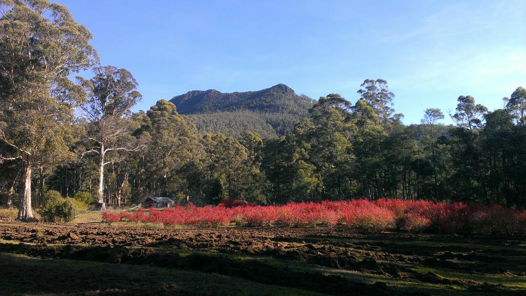 Mountain Blue Guest House Deloraine Esterno foto