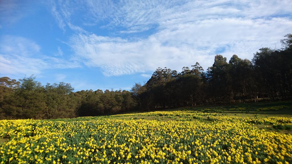 Mountain Blue Guest House Deloraine Esterno foto